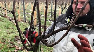 Pinot Noir Cane pruning