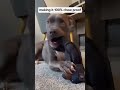 2025 New Unbreak-Bear for Heavy Chewers,Unbreak Bear Dog