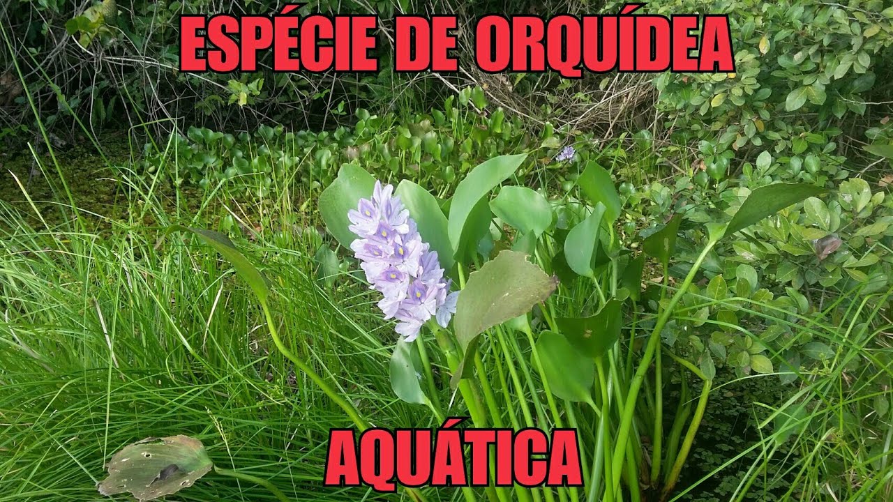 Espécie de orquídea aquática - thptnganamst.edu.vn