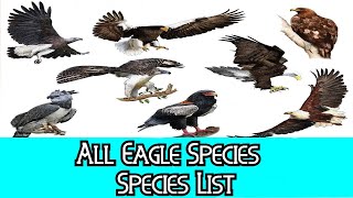 All Eagle Species  Species List