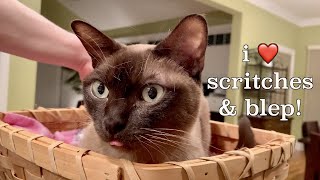 PET THE CAT! Blepping Cat gets Scritches and Scratches! Cute & Funny Burmese Cat! by Cute Burmese Cat 4,773 views 3 years ago 1 minute, 56 seconds