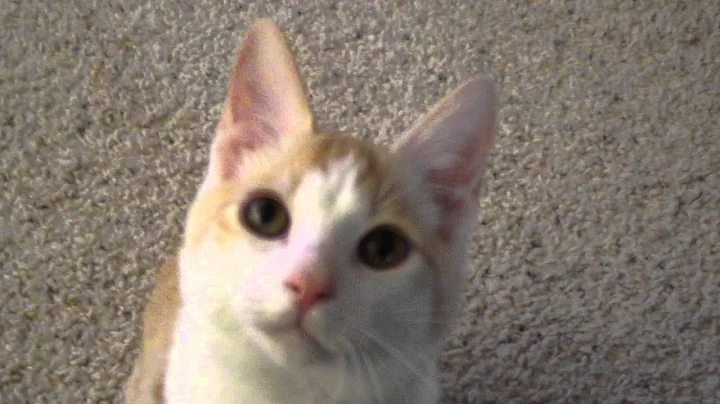 Watch the video about Peachy and Cami - Two Japanese Bobtail Cameo Tabby and White Kittens