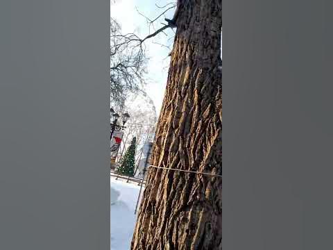 Черныш тоже хочет орешки - YouTube
