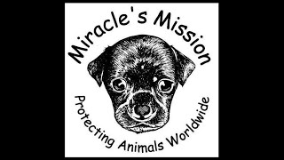 PLEASE SUPPORT THE MIRACLE’S MISSION PROJECT TO BUILD THE UK’S FIRST CENTRE FOR DISABLED ANIMALS 🐾 @ProtectAllWildlife