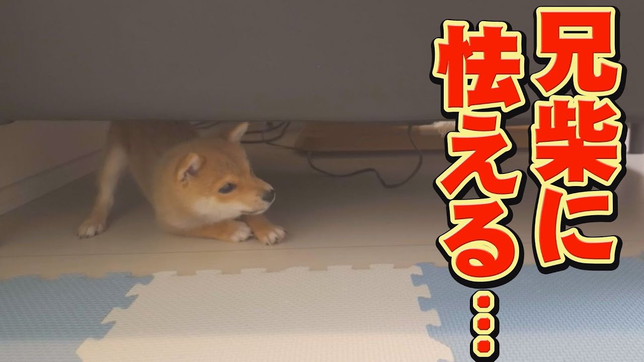 子犬が怒られて、ソファの下から出て来なくなりました・・・