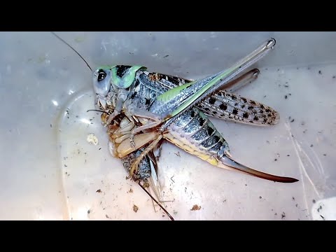 Вот что будет, если кузнечик увидит сверчка. (Giant Katydid vs Cricket).