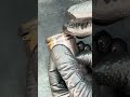 Am spart pistonul la motocoasa