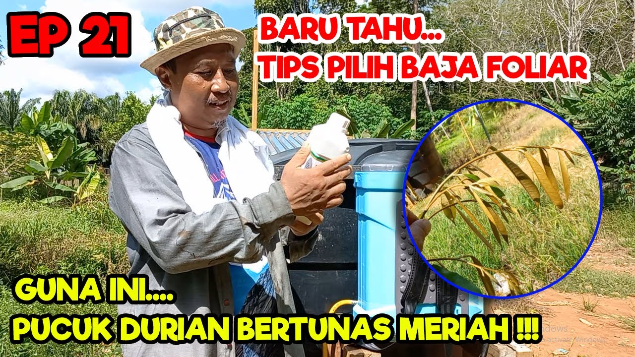 POKOK DURIAN TUNAS MERIAH | CADANGAN PEMILIHAN BAJA FOLIAR | EPISOD 21