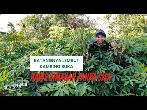 Cara Menanam Daun Singkong Yang Benar