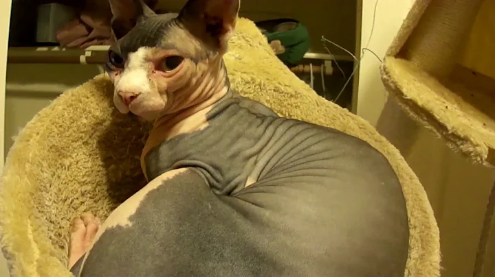 Watch the video about The Cutest and Funniest Sphynx Cat