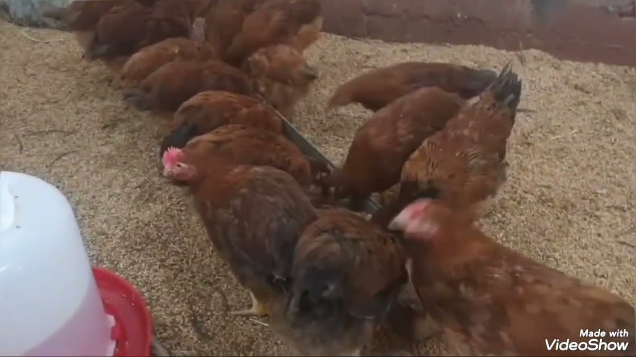 Тавсия барои мург ва чуча 13.07.2025 Маjid