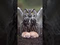 The Owl Who Stood Guard Over Two Freezing Nights Saving Lives #wildlife #nature #owl