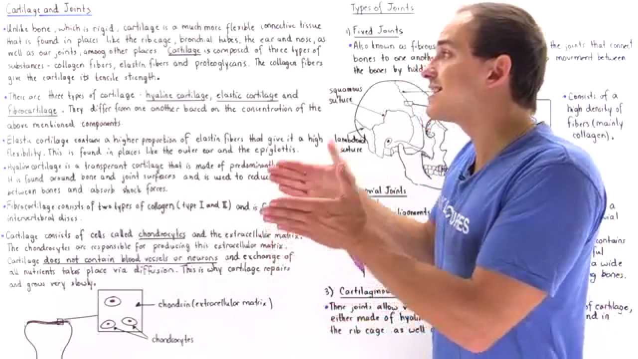 chemistry транскрипция Cartilage and Joints