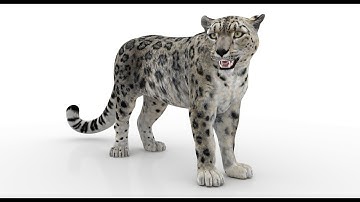 Animated Snow Leopard 3D Model: Download - Maya | @PROmax3D