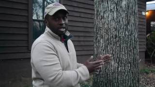 WILL JACOBS CANKER WORMS