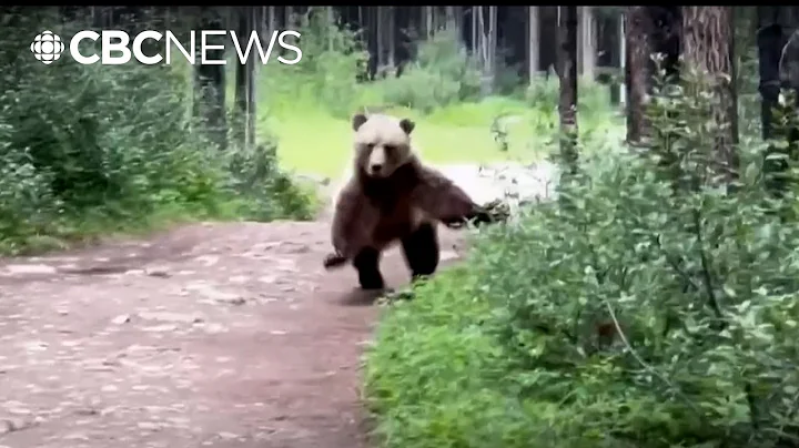 Grizzly follows couple along popular trail in terrifying encounter thumbnail