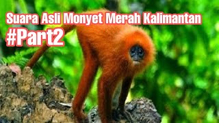 SUARA ASLI MONYET MERAH KALIMANTAN || HEWAN ENDEMIK || HUTAN || HEWAN - PART 2