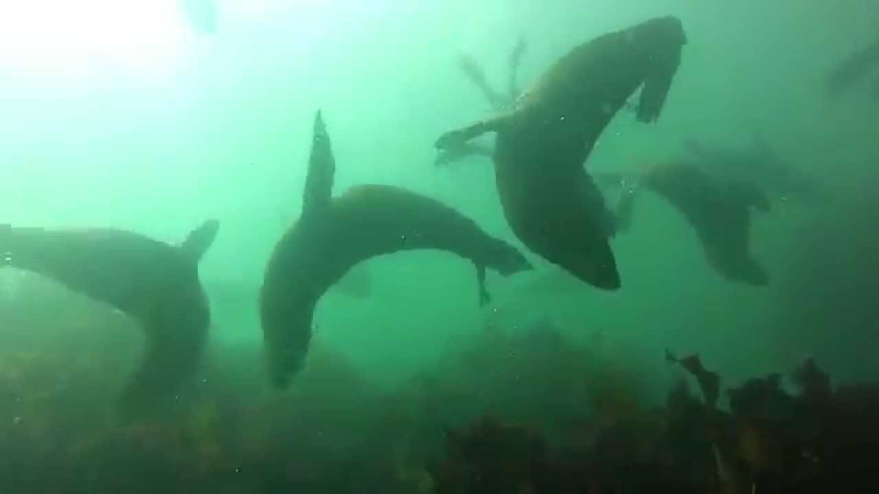 SCUBA Diving in Cape Town South Africa YouTube