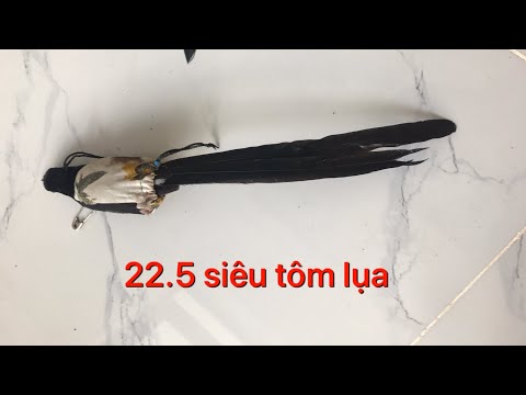 Video Choè lửa bổi đuôi dài 22.5cm siêu tôm lụa - youtube