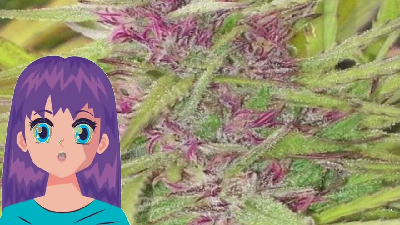 Purple Satellite – Ace Seeds