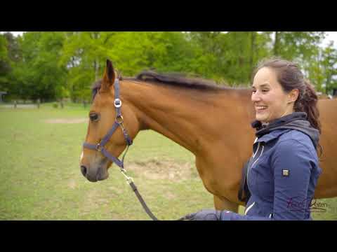 Video: Wie Trainiere Ich Ein Junges Pferd