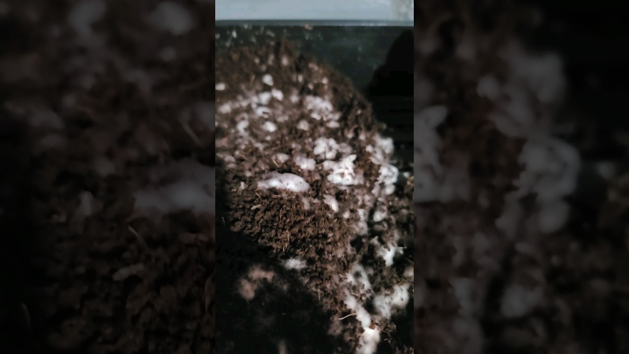 spawning mushroom mycelium to 3 substrates 