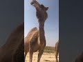 الشاعر راضي الحيلي بن سكته البناقي