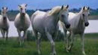 Wild Horses