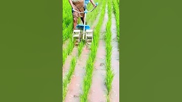 cool tool for removing grass in the rice fields #shorts