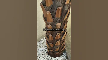 جذع نخل بلدي صناعي سعف معالج 