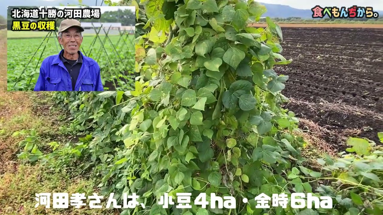 北海道十勝の黒豆の収穫（河田農場）農場レポート脱穀コンバイン - YouTube