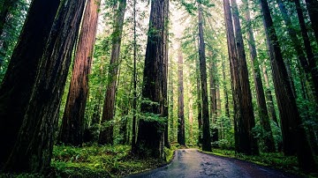 Could The US Offset Carbon Emissions With Trees?
