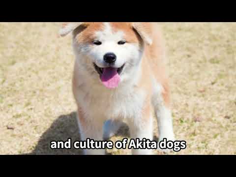 【Travel】Recommended Tourist Attractions in Akita【Japan】