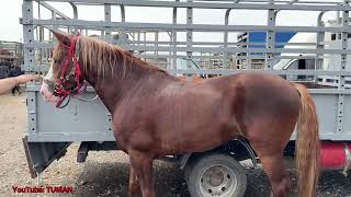Скотный рынок Лошадей в Курчалое Грозный Чеченская республика. Лошади Кобылы.