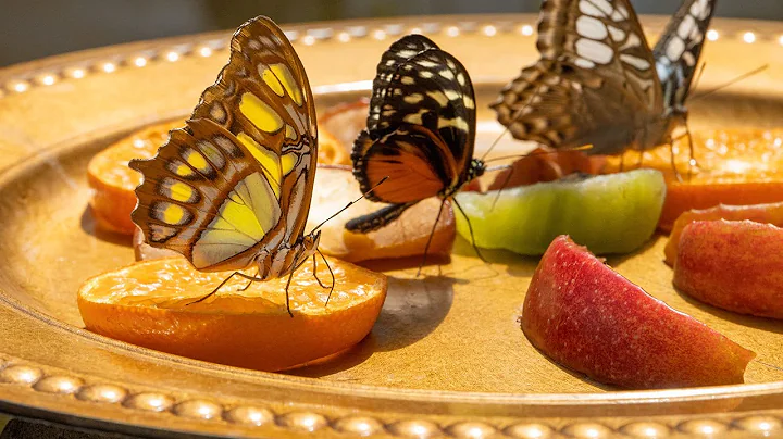 Krohn Conservatory Butterfly Show 2022