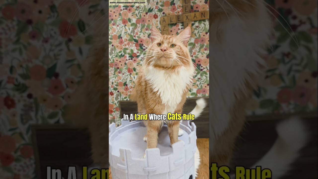 Maine Coon King of the Castle 👑😂