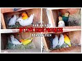 My love birds breeding progress  albino red eye  lotino split blue  parblue aa birds information