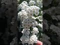Цветущие дерево или куст май 2026