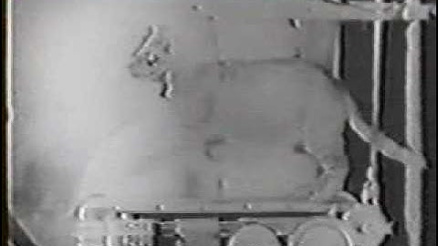 Decerebrate Cat walks and exhibits multiple gait patterns