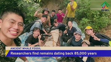 05  fantastic fossils found by accident