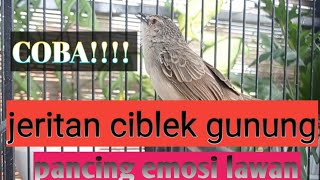 JERITAN CIBLEK GUNUNG PANGGIL LAWAN