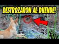 Graban DUENDE REAL ATRAPADO POR UNA PERRITA