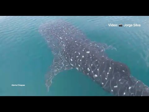 En Puerto Arista, avistan delfines y tiburón ballena
