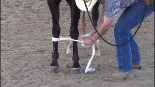 Hobbling Horses with Soft Cotton Training Hobbles (Done SAFELY!)