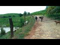 Levando as Vacas pro Pasto após Ordenha. Bezerrinho caiu dentro do Córrego Caudaloso pelas Chuvas .