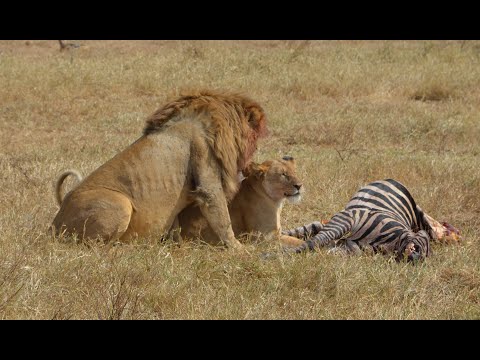 Video: De Weg Naar Ngorongoro Crater - Matador Network