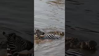 Massive Crocodile caught zebra #shorts #crocodile #reels