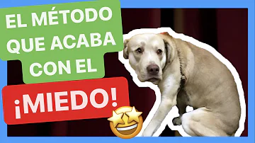 ¿Por qué se asusta mi perro?