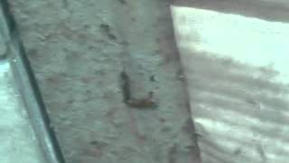 Download Lagu LASKAR Semut ireng MP3