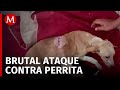 Un sujeto ataca con una varilla a una perra en Michoacán